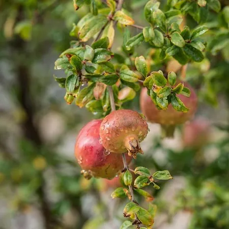 Dimitra - Mani , Traditional Archontiko Ferienhaus
