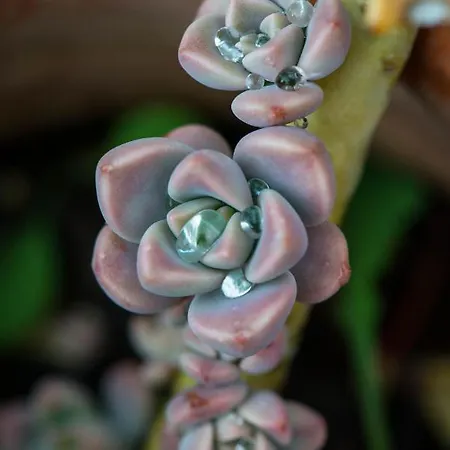 Dimitra - Mani , Traditional Archontiko *