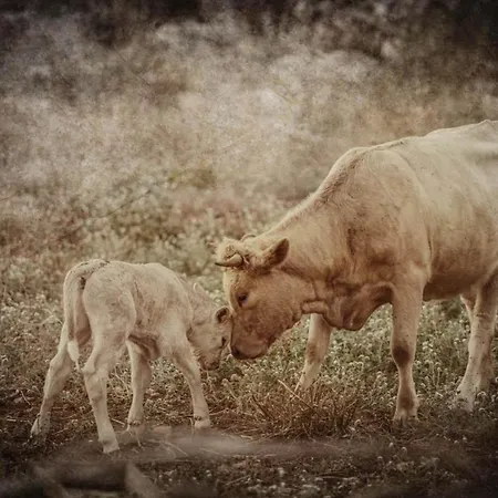 Dimitra - Mani , Traditional Archontiko