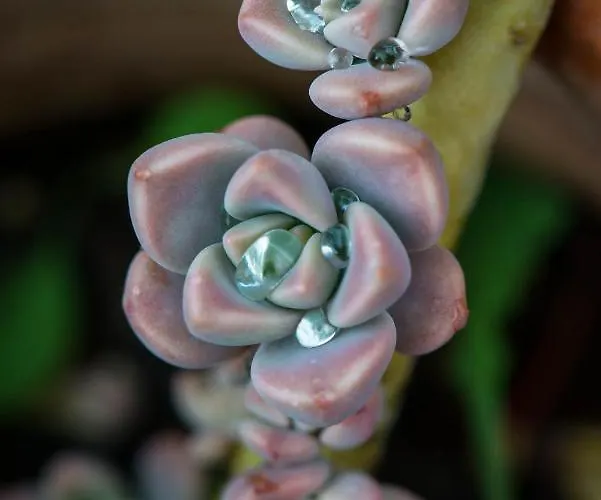 Dimitra - Mani , Traditional Archontiko *