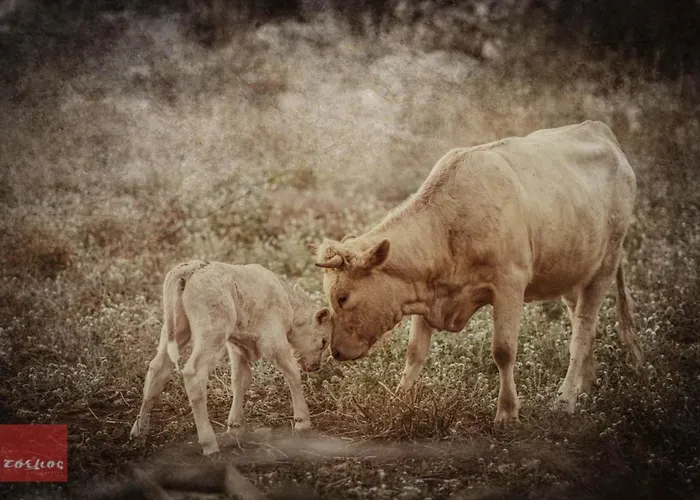Dimitra - Mani , Traditional Archontiko